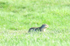 Urocitellus columbianus