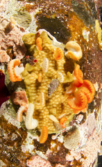 Sycozoa cerebriformis