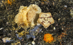 Carminodoris