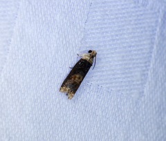 Hedya iophaea