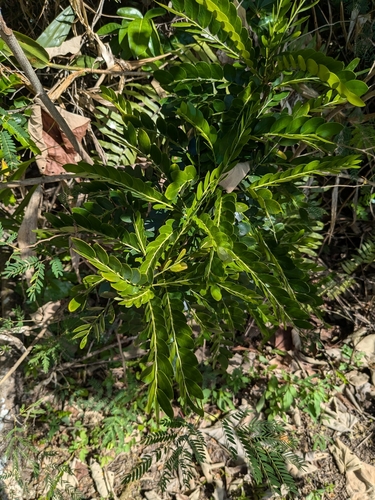 Phyllanthus marianus observed 2025-04-24