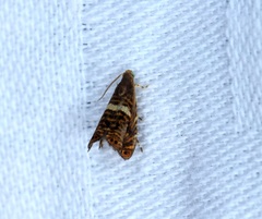 Hilarographa shehkonga