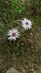 Pseudopodospermum papposum