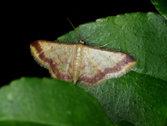Idaea impexa