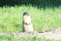 Urocitellus columbianus