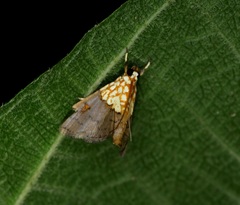 Agrotera