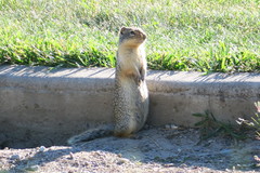 Urocitellus columbianus