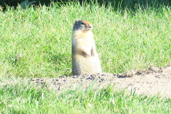 Urocitellus columbianus