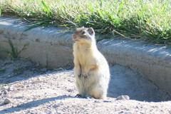 Urocitellus columbianus