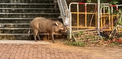 Sus scrofa moupinensis