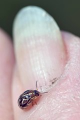 Paropsisterna intertincta