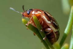 Paropsisterna intertincta