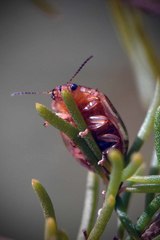 Paropsisterna intertincta