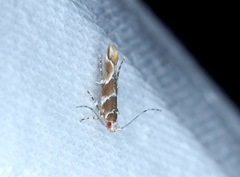 Pyroderces