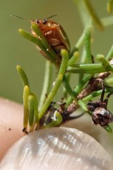 Paropsisterna intertincta