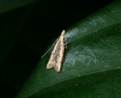 Dichomeris ochthophora