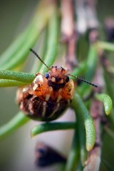 Paropsisterna intertincta