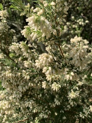 Erica caffra caffra