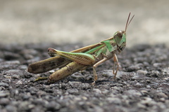 Aiolopus thalassinus tamulus