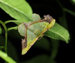 Fascellina plagiata