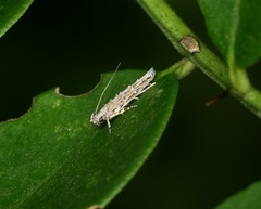 Metharmostis multilineata