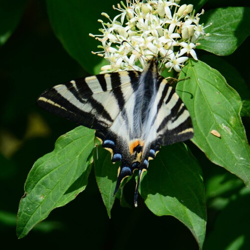 Iberian Scarce Swallowtail, Girona, España, photo 7 of 10