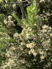 Erica caffra caffra