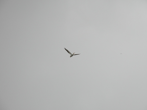 iNaturalist observation photo of American White Pelican