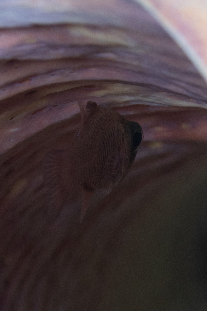 Sponge cardinalfish (Phaeoptyx xenus) — Apogonidae