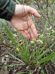 Cordyline pumilio