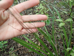 Cordyline pumilio