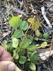 Desmodium rotundifolium