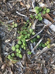 Desmodium rotundifolium