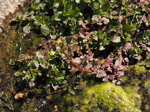 Erythranthe inamoena (Erythranthe inamoena)