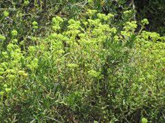 Crassula mesembryanthoides