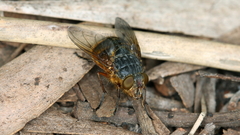 Calliphora hilli
