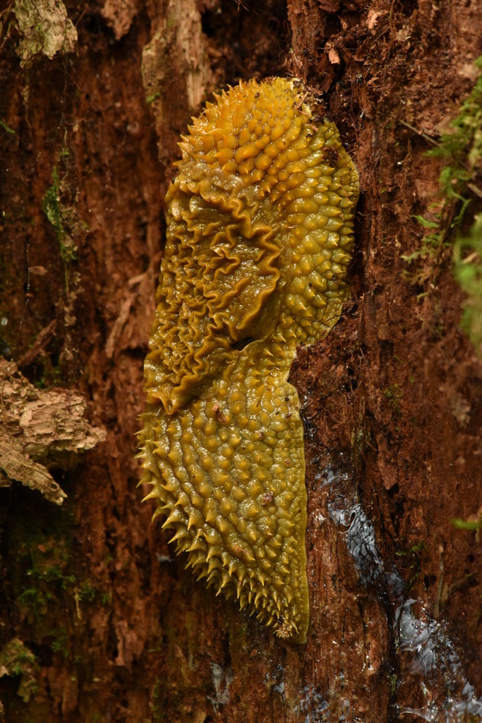 Echinix ochracea