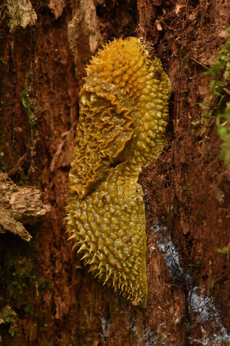 Echinix ochracea