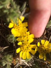 Deinandra corymbosa