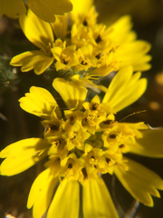Deinandra corymbosa