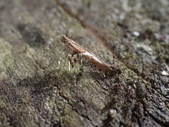 Caloptilia semifascia