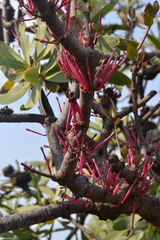 Tapinanthus rubromarginatus