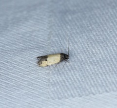 Tyrolimnas anthraconesa