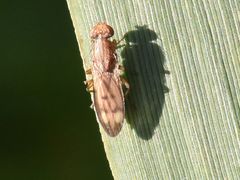 Opomyza germinationis