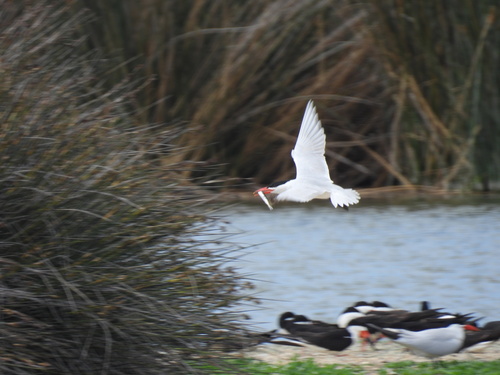 iNaturalist observation photo of Caspian Tern