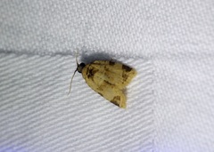 Neocalyptis liratana