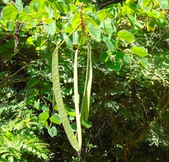 Bauhinia pauletia