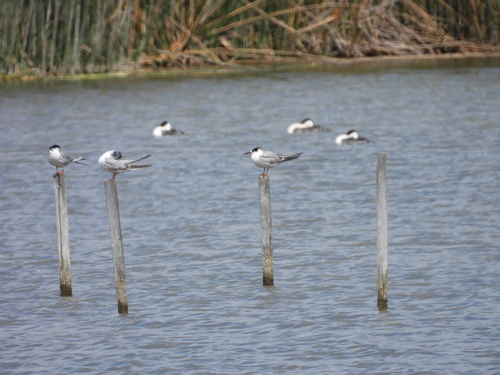 iNaturalist observation photo of Forster's Tern
