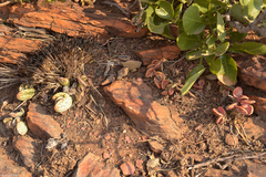 Adromischus umbraticola