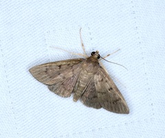 Omiodes tristrialis